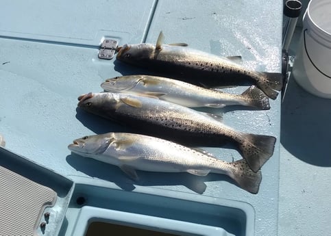 Speckled Trout / Spotted Seatrout fishing in Galveston, Texas