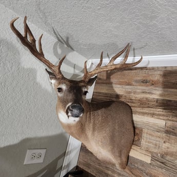 Whitetail Deer Fishing in Fort Walton Beach, Florida