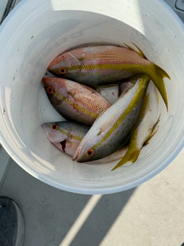 Fishing in Miami, Florida