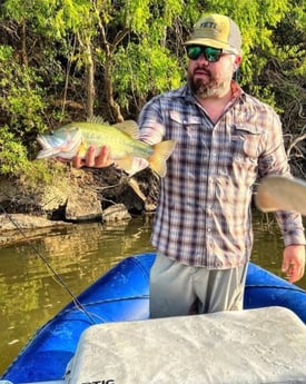 Largemouth Bass fishing in Graford, Texas