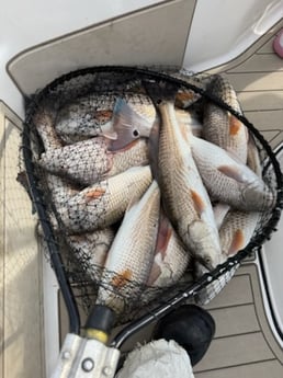 Fishing in Buras, Louisiana