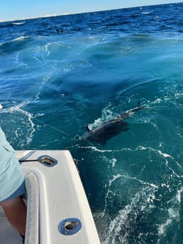 Sailfish Fishing in Pompano Beach, Florida