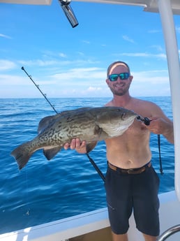 Gag Grouper fishing in Little River, South Carolina