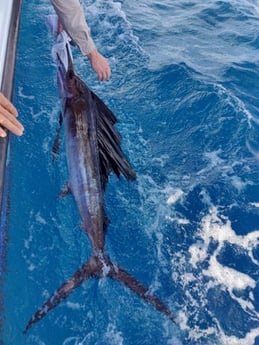 Sailfish Fishing in Pompano Beach, Florida