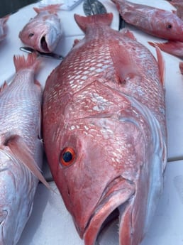 Red Snapper Fishing in Clearwater, Florida