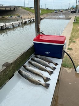 Speckled Trout / Spotted Seatrout fishing in Texas City, Texas