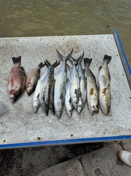 Fishing in Tampa, Florida