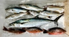 Fishing in Tampa, Florida