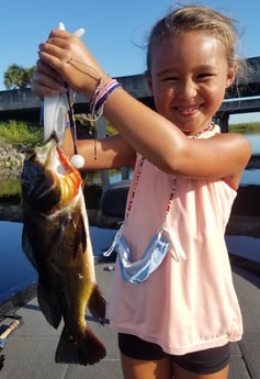 Peacock Bass fishing in Fort Lauderdale, Florida