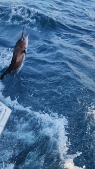 Fishing in Zephyrhills, Florida