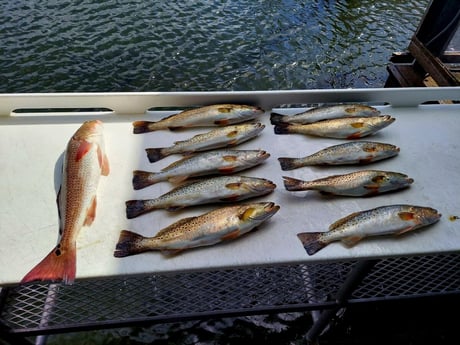 Redfish, Speckled Trout Fishing in Crystal River, Florida