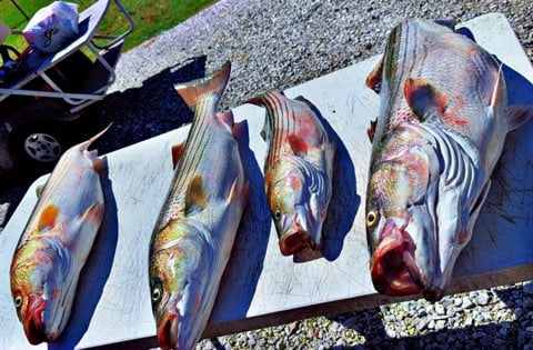 Fishing in Rogers, Arkansas