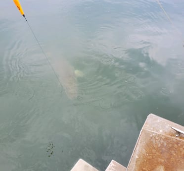 Alligator Gar fishing in Corsicana, Texas