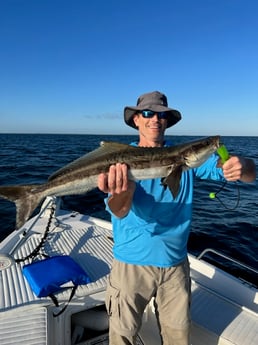 Cobia Fishing in Tarpon Springs, Florida
