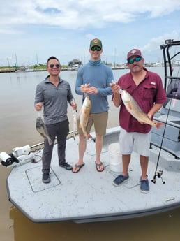 Black Drum, Redfish, Speckled Trout Fishing in Matagorda, Texas