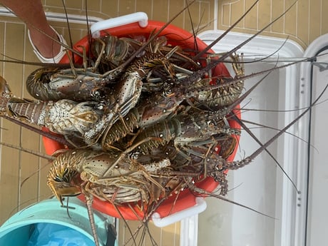 Fishing in Ruskin, Florida