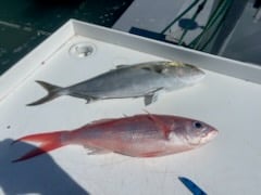 Fishing in Islamorada, Florida