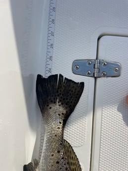 Speckled Trout fishing in