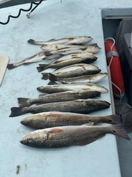 Fishing in Bradenton, Florida