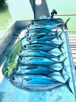 Fishing in Marathon, Florida