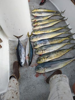 Mahi Mahi / Dorado, Yellowfin Tuna, Yellowtail Amberjack Fishing in San Diego, California