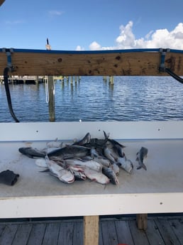 Fishing in Orange Beach, Alabama
