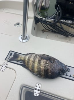 Fishing in St. Petersburg, Florida