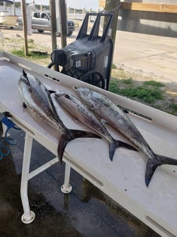 Kingfish Fishing in Jacksonville, Florida