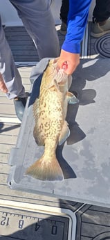 Fishing in Belleair Bluffs, Florida
