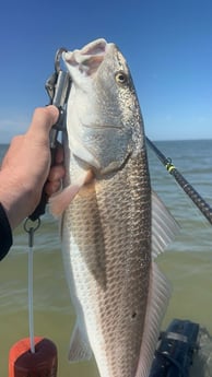 Redfish Fishing in