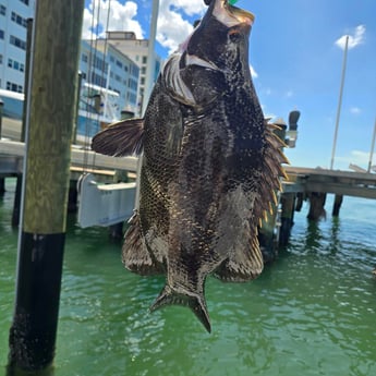 Fishing in Sarasota, Florida