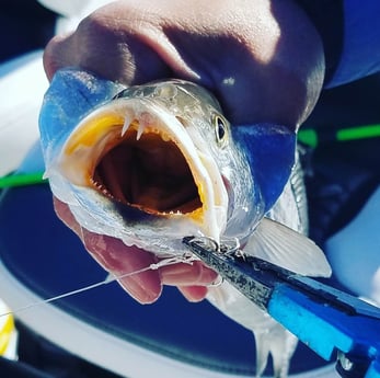 Speckled Trout / Spotted Seatrout fishing in San Leon, Texas