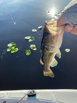 Fishing in Pembroke Pines, Florida