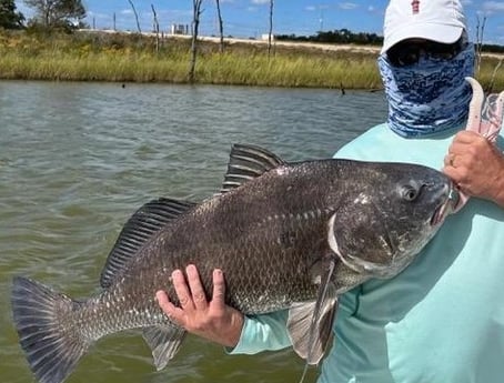 Black Drum Fishing in Galveston, Texas