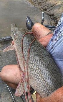 Alligator Gar Fishing in Dallas, Texas