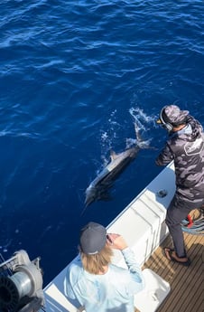 Blue Marlin Fishing in San Juan, Puerto Rico