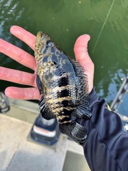 Fishing in Miami, Florida