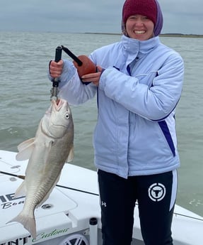 Black Drum Fishing in Corpus Christi, Texas