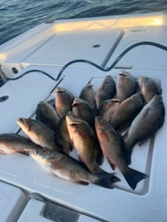 Fishing in Islamorada, Florida