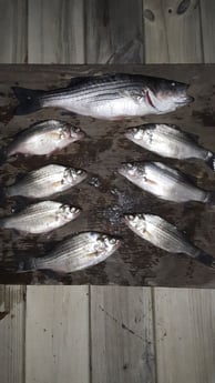 Striped Bass Fishing in Holmes Beach, Florida