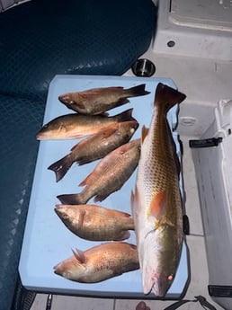 Fishing in Cape Coral, Florida