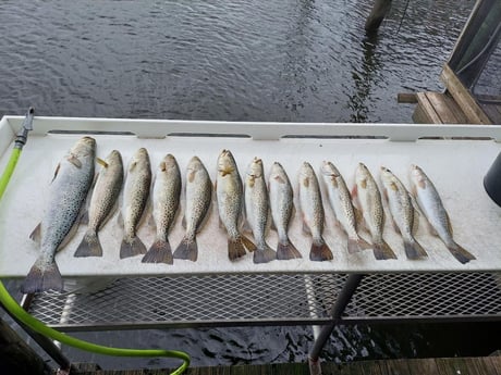 Speckled Trout Fishing in Crystal River, Florida
