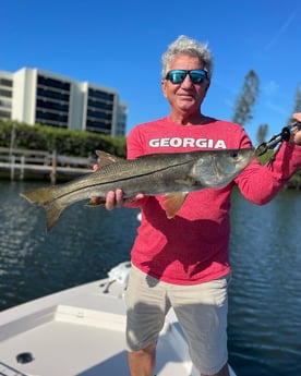 Snook Fishing in Sarasota, Florida
