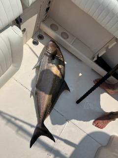 Amberjack Fishing in Charleston, South Carolina