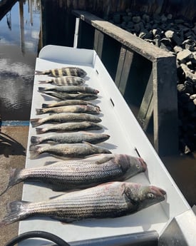 Sheepshead, Speckled Trout / Spotted Seatrout, Striped Bass Fishing in Little River, South Carolina