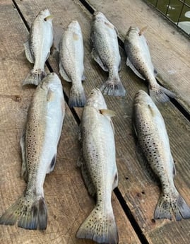 Speckled Trout / Spotted Seatrout fishing in Texas City, Texas