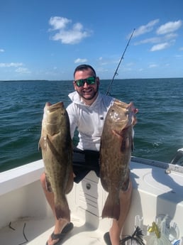 Gag Grouper Fishing in Bradenton, Florida