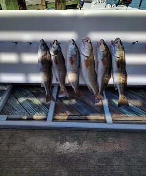 Fishing in Aransas Pass, Texas