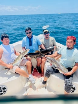 Cobia Fishing in Mount Pleasant, South Carolina