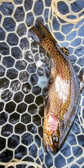Rainbow Trout Fishing in Broken Bow, Oklahoma